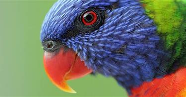 Morbihan Zoo park - parrots