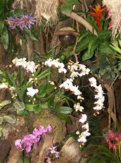 Tropical Parc dans le Morbihan