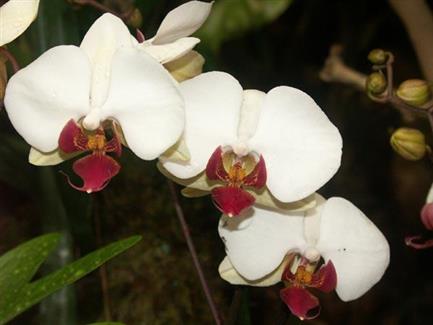 Tropical Parc dans le Morbihan