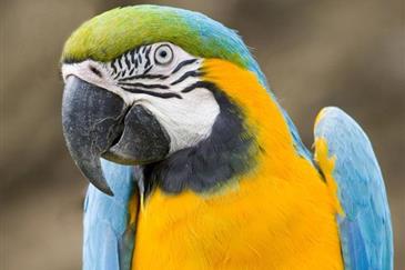 Tropical Parc dans le Morbihan
