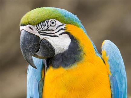 Tropical Parc dans le Morbihan