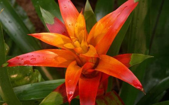Tropical Parc dans le Morbihan