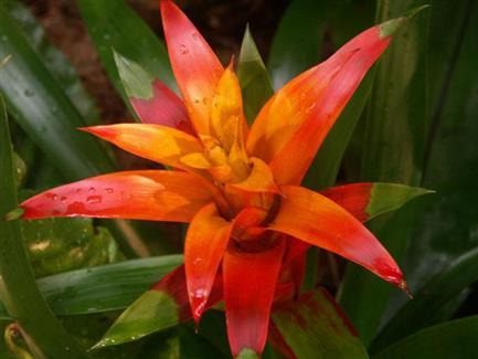 Tropical Parc dans le Morbihan