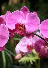 Tropical Parc dans le Morbihan