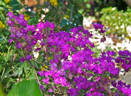 Tropical Parc dans le Morbihan