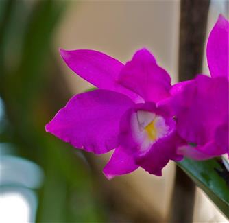 Tropical Parc dans le Morbihan
