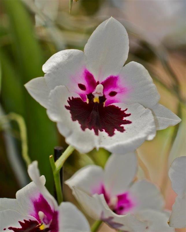 Flowers in bloom all year round at the Tropical Parc ...