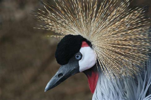 Tropical Parc dans le Morbihan