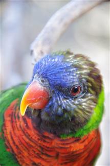 Tropical Parc dans le Morbihan