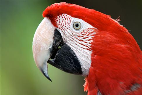 Tropical Parc dans le Morbihan