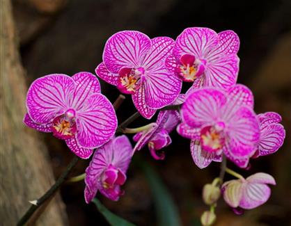 Tropical Parc dans le Morbihan