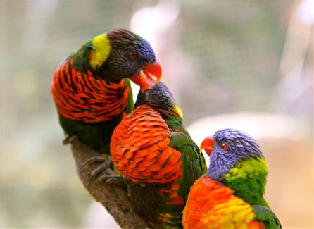 Tropical Parc dans le Morbihan
