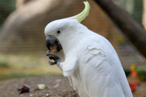 Tropical Parc dans le Morbihan