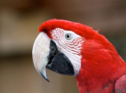 Tropical Parc dans le Morbihan