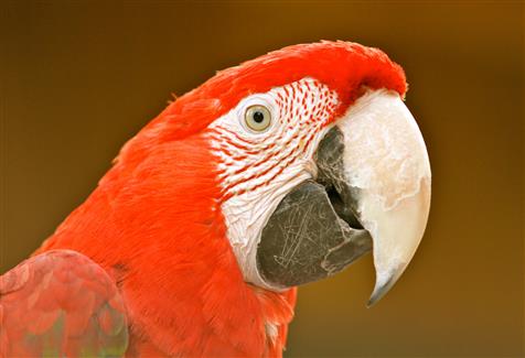 Tropical Parc dans le Morbihan