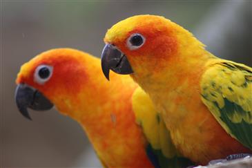 Tropical Parc dans le Morbihan