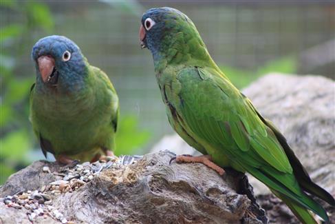 Tropical Parc dans le Morbihan