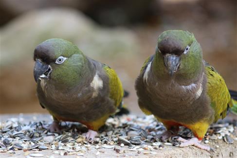 Tropical Parc dans le Morbihan