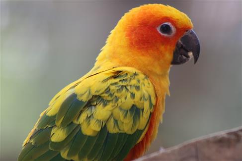 Tropical Parc dans le Morbihan