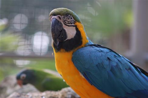 Tropical Parc dans le Morbihan