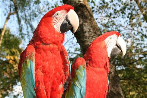 Tropical Parc dans le Morbihan