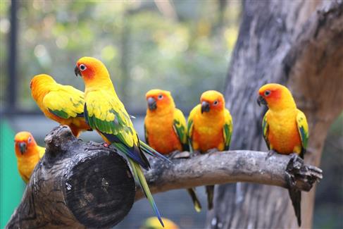 Tropical Parc dans le Morbihan
