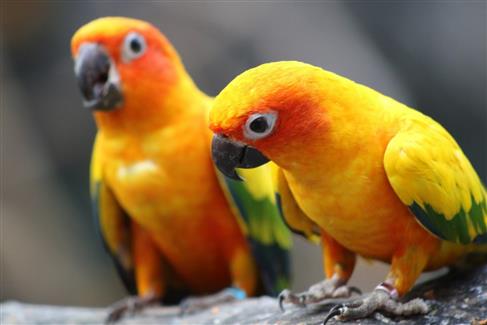 Tropical Parc dans le Morbihan