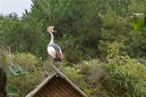 Tropical Parc dans le Morbihan