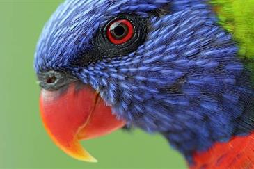 Morbihan Zoo park - parrots