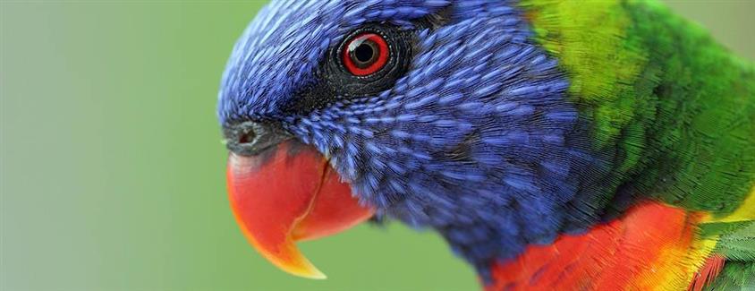 Morbihan Zoo park - parrots