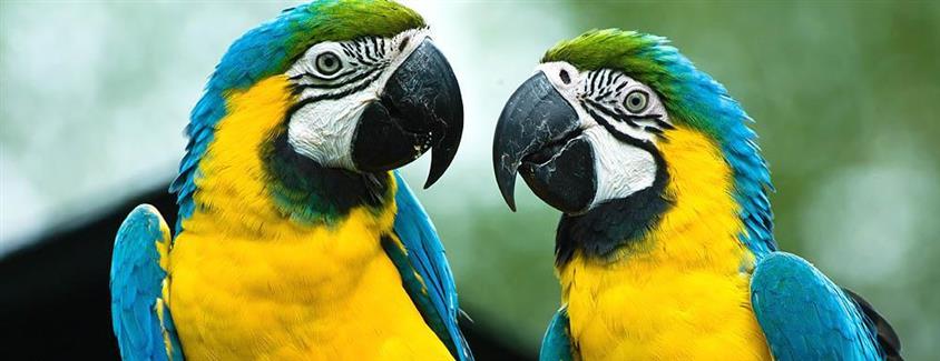 Tropical Parc - Zoo Parc Brittany - Blue macaw