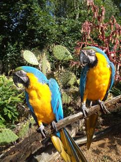 Tropical Parc dans le Morbihan