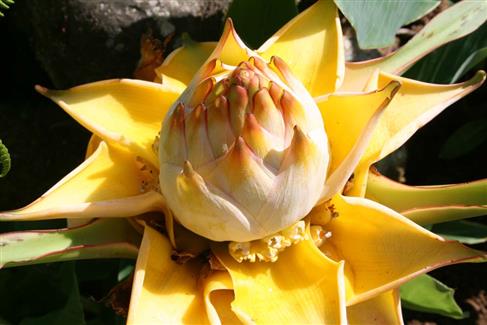 Tropical Parc dans le Morbihan