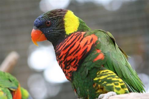 Tropical Parc dans le Morbihan