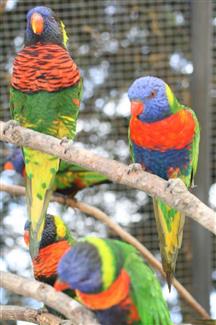 Tropical Parc dans le Morbihan