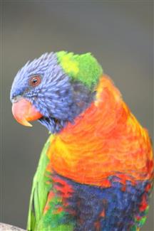 Tropical Parc dans le Morbihan