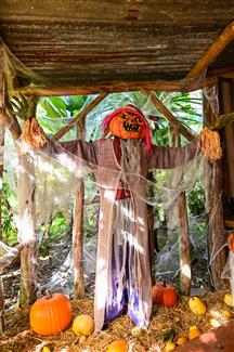 pumpkin scarecrow in Tropical Park