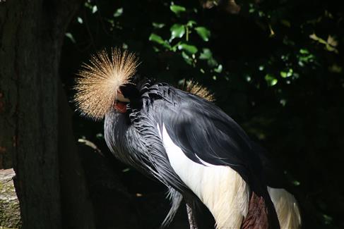 african bird tropical park redon