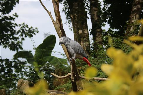 African Grey grey parrots brittany