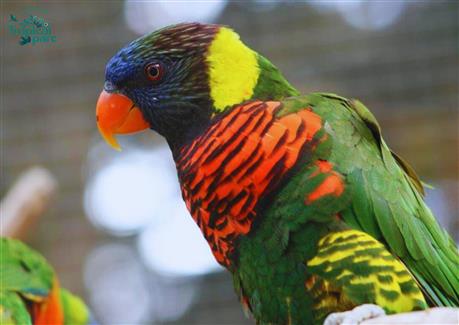 Tropical Parc dans le Morbihan