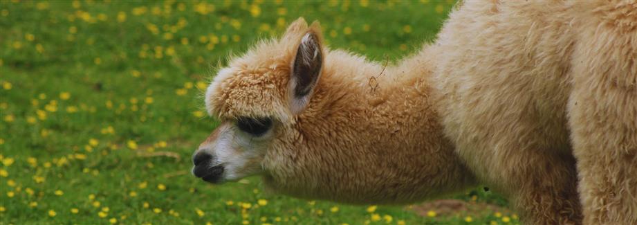 Morbihan Zoo park