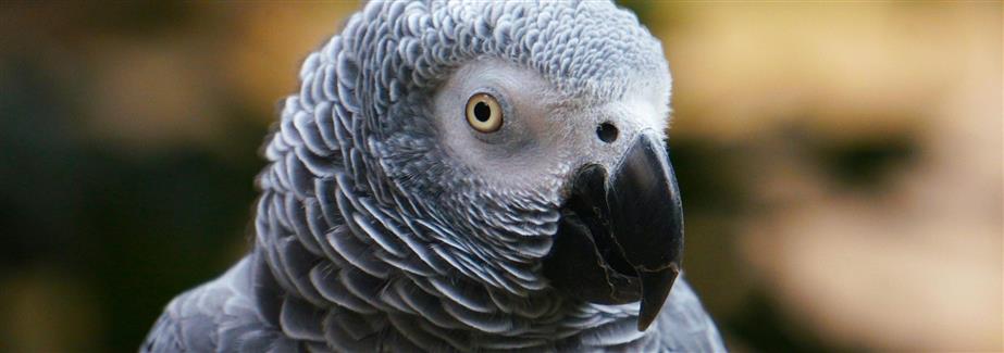 Morbihan Zoo park