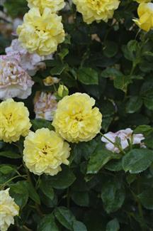 Tropical Parc dans le Morbihan
