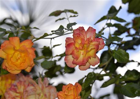 Tropical Parc dans le Morbihan