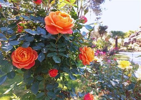 Tropical Parc dans le Morbihan