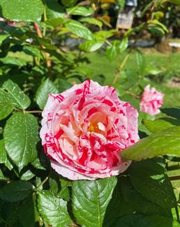 Tropical Parc dans le Morbihan