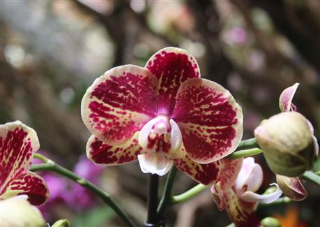 Tropical Parc dans le Morbihan
