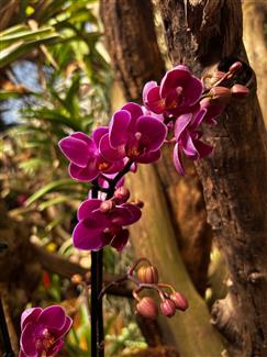 Tropical Parc dans le Morbihan