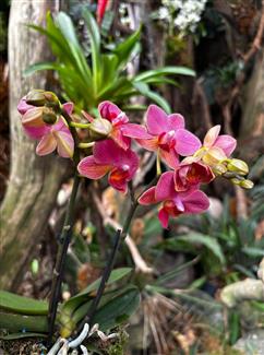 Tropical Parc dans le Morbihan